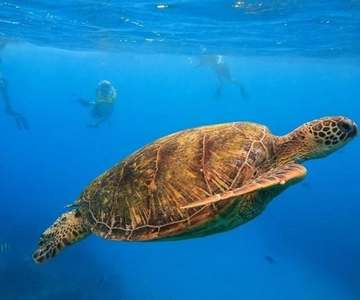 Oahu: Waikiki Turtle Canyons Cruise and Snorkel Excursion