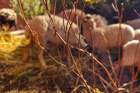 From Cusco: Sunset Llama Trek with Stargazing & Bonfire
