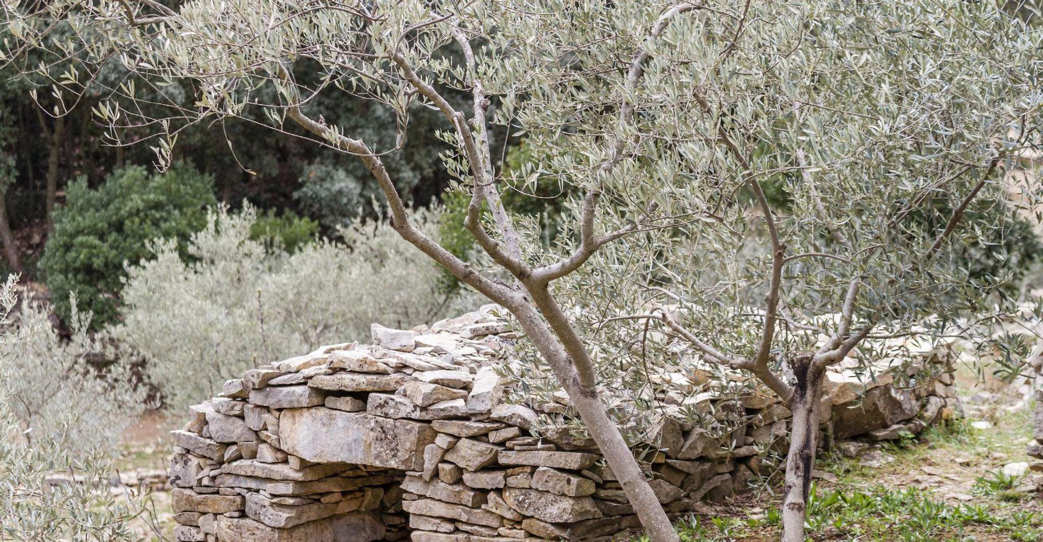 Luberon, balade à vélo de peste - Housity