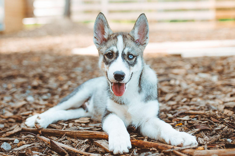 Rovaniemi: Besök på huskyfarm