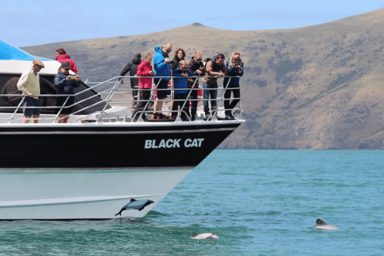 Christchurch: Akaroa Day Tour with Nature Cruise