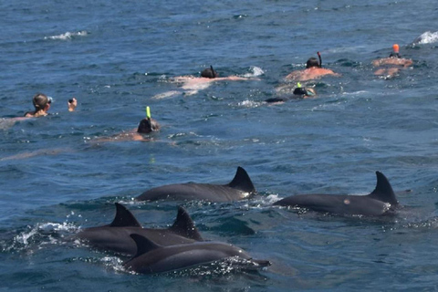 Rivière Noire : Nager avec les dauphins en bateau rapide avec déjeuner