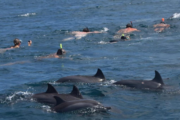 Rivière Noire : Nager avec les dauphins en bateau rapide avec déjeuner