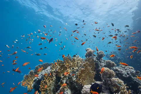 Marsa Mubarak Sea Turtles Trip with Optional Diving with 1 Intro-dives, Snorkelling, Lunch