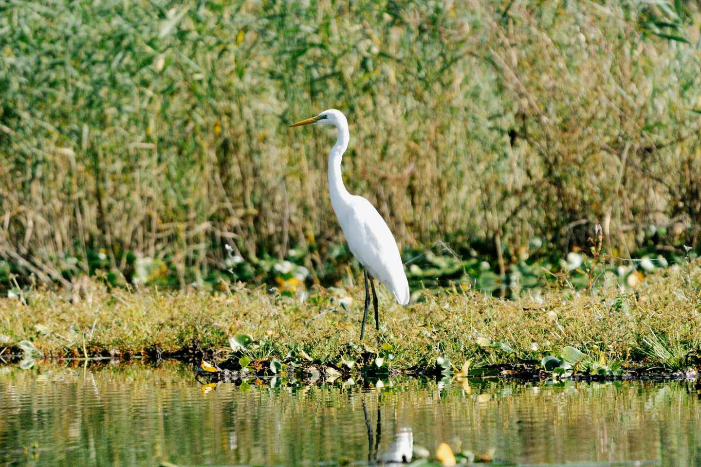 Skadar Lake National Park: Birdwatching & Photography Tour
