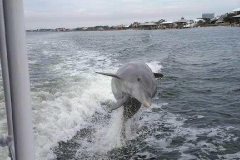 Orange Beach: Dolphin Cruise