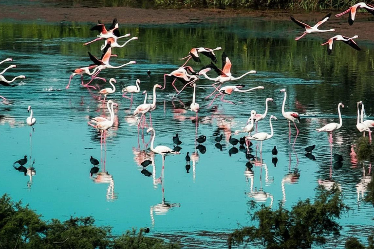 Souss Massa National Park Tour with Museum Visit & Lunch