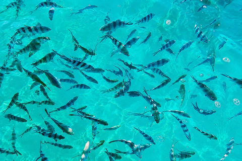 Mauritius: Dolphins, Crystal Rock & Catamaran BBQ Cruise