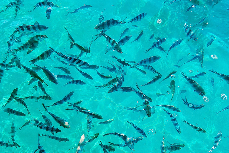 Mauritius: Dolphins, Crystal Rock & Catamaran BBQ Cruise