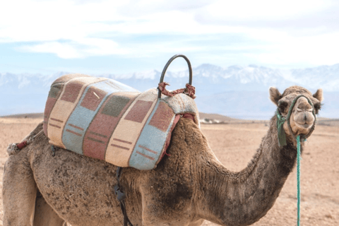 De Marrakech: passeio de camelo ao pôr do sol no deserto de Agafay