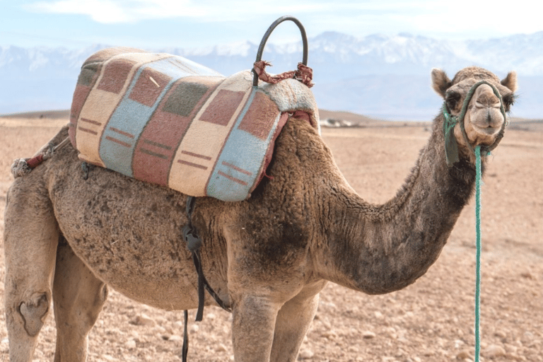 Från Marrakech: Kameltur i Agafay-öknen vid solnedgångenFrån Marrakech: Kamelritt i solnedgången i Agafayöknen