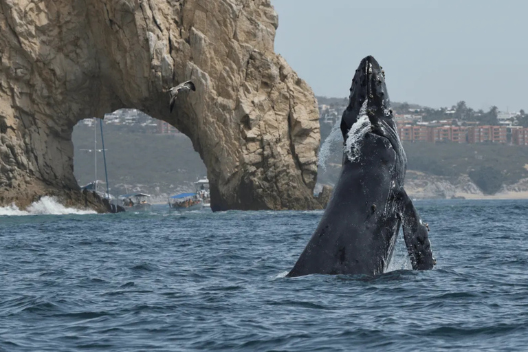 Cabo San Lucas Tour | Arch, Lover’s Beach & Whale Waching