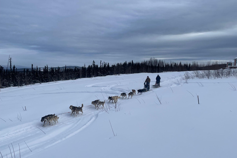 Fairbanks, Alaska: Tag Sled Dog Mushing Experience