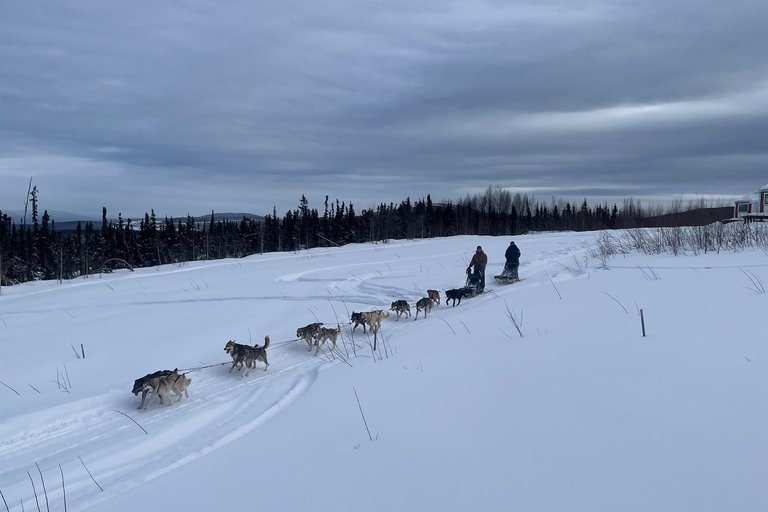 Fairbanks, Alaska: Tag Sled Dog Mushing Experience