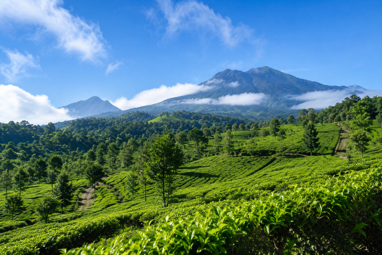 From Jakarta: Bogor Botanical Garden & Gunung Mas Tour