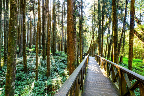 Alishan Forest Day Trip from Taichung, Kaohsiung or Chiayi Join-in Tour from Kaohsiung