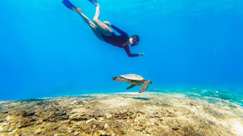 San Juan: Schwimmen und Schnorcheln mit Schildkröten