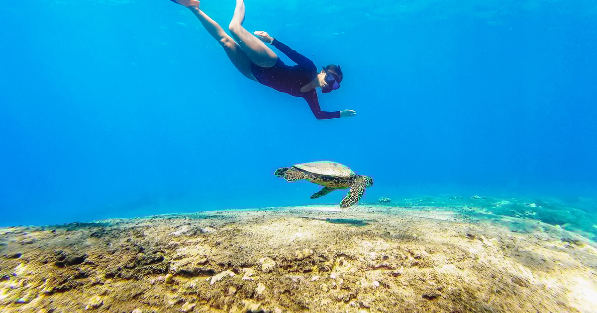 San Juan Swimming and Snorkeling Tour with Turtles GetYourGuide