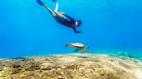 San Juan, tour di nuoto e snorkeling con tartarughe - Hizvo