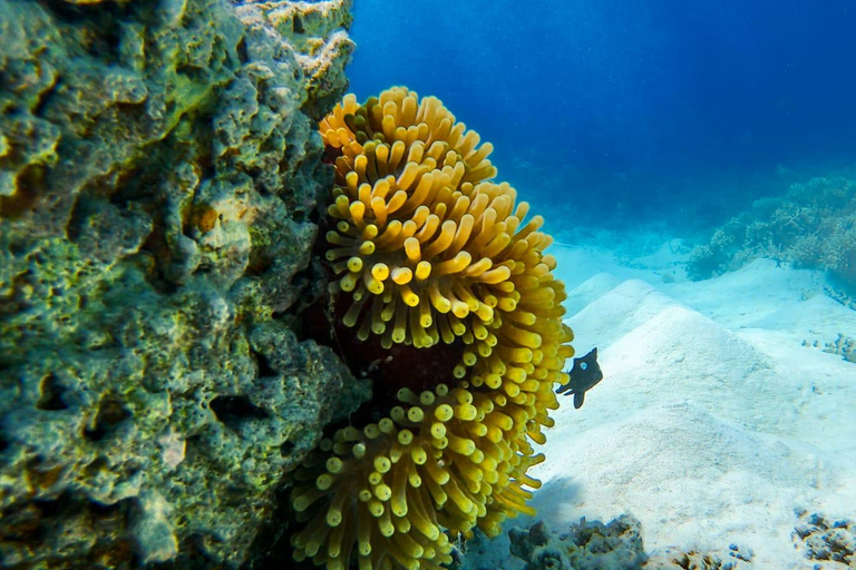 Mauritius: BlueBay-bootbezoek met glazen bodem en snorkelenPrivérondleiding