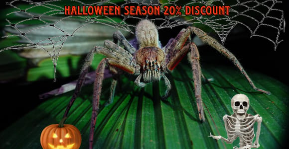 Manuel Antonio Area: True Jungle Night Tour Away from Town