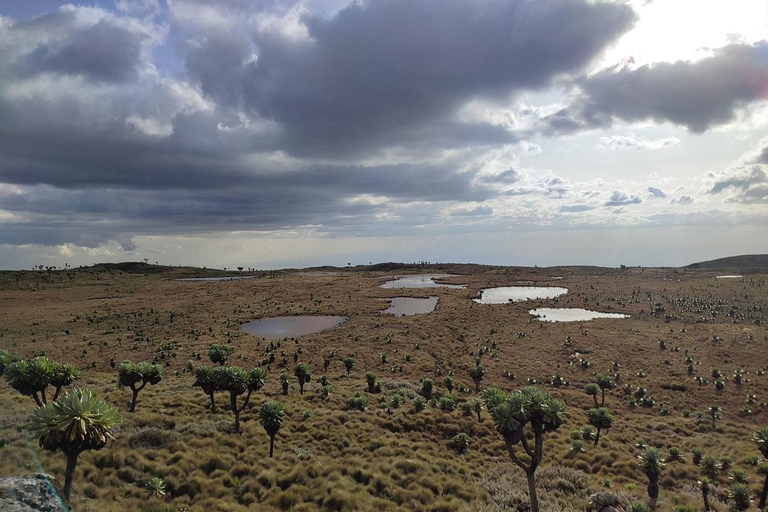 Aberdare Highlands: North to West Trekking Experience