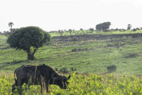 UGANDA: 7-daagse Murchison watervallen, koningin Elizabeth en Ziwa