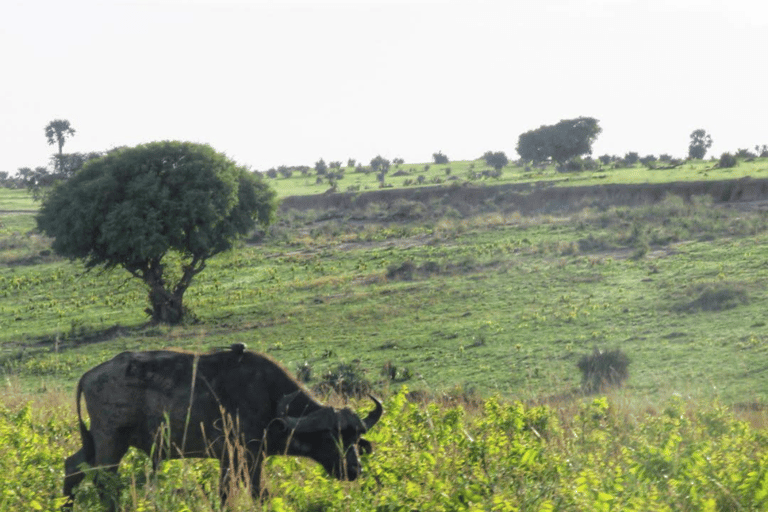 UGANDA: 7-dniowe wodospady Murchison, Queen Elizabeth i Ziwa