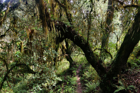 Oaxaca: Hiking in the Sierra Norte Forest