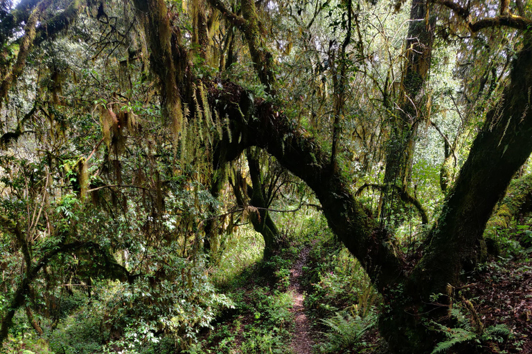 Oaxaca: Hiking in the Sierra Norte Forest