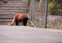 Chengde Panda Base e San Xingmuseum Private Tour - Housity