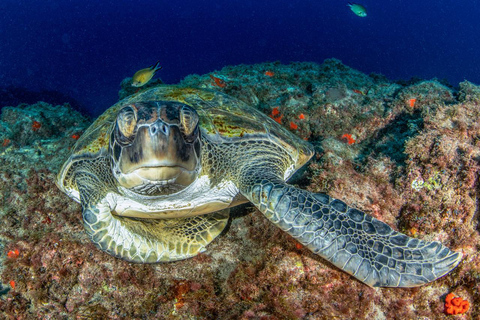 Tenerife: Private Scuba Diving Experience for Every Level