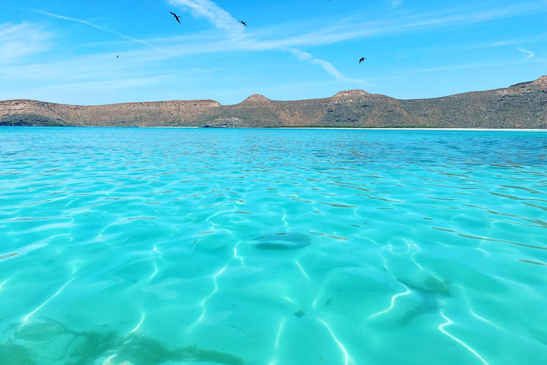 La Paz: Espiritu Santo Island Tour