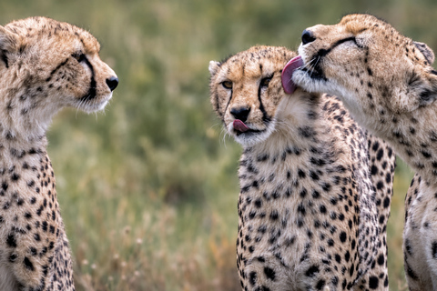 From Arusha: Last-Minute Ngorongoro Crater Safari Tours