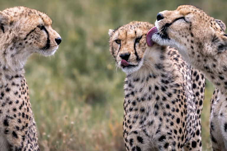 From Arusha: Last-Minute Ngorongoro Crater Safari Tours