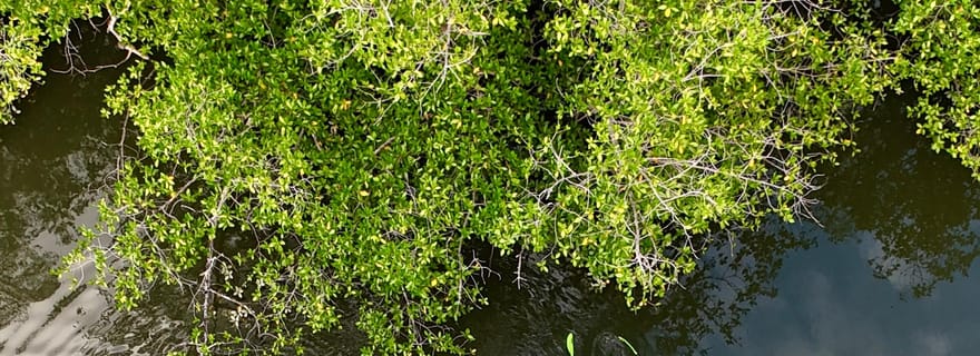 Excursion en kayak dans les mangroves de David, Chiriquí