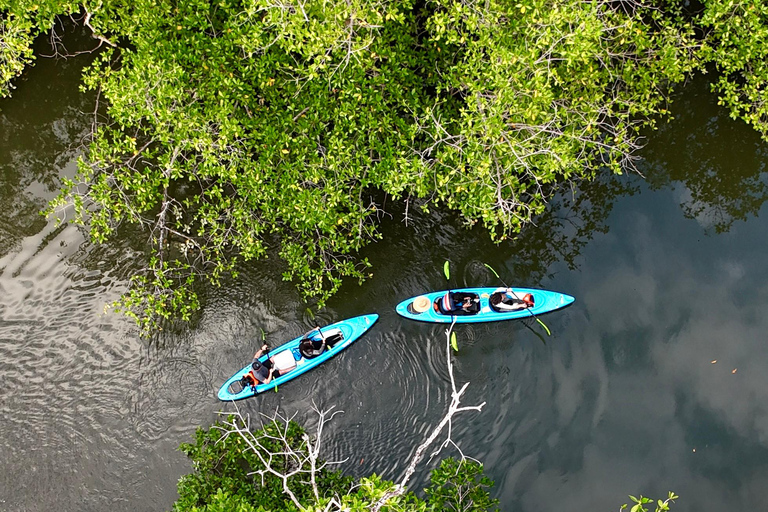 Tour de Kayaks en los manglares de David, Chiriquí