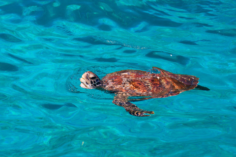 Ilha Similan - SnorkelingOpção Catamarã