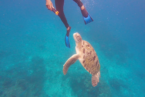 Similan Catamaran Small Group Day Tour From Phuket/Khao Lak