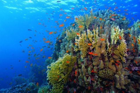 Van Aqaba: cruise en snorkelervaring op de Rode Zee