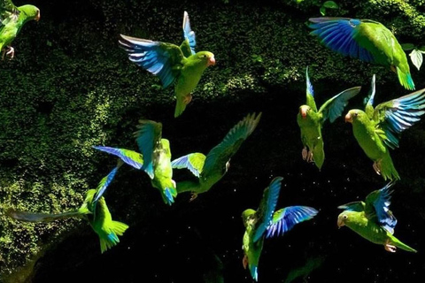 Excursion to the Chuncho clay lick |Parrot - Macaw watching|