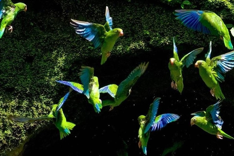 Excursion to the Chuncho clay lick |Parrot - Macaw watching|