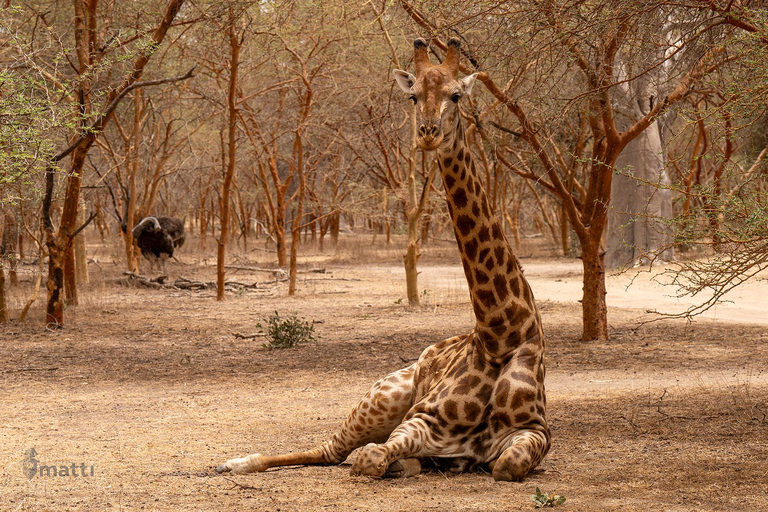 Rezerwat dzikiej przyrody Bandia i wycieczka nad różowe jezioro