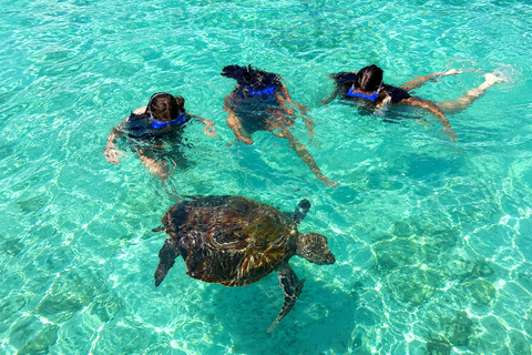 Mauritius: Sea Turtle Adventure and Coral Reef Discovery