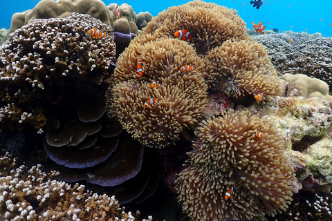 Île de Surin - Excursion avec masque et tuba