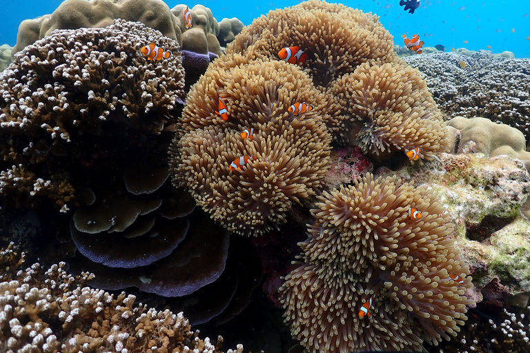 Île de Surin - Excursion avec masque et tuba