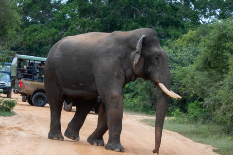 Yala: Expert Naturalist Safari, All-Inclusive & Dining Colombo, Katunayake, Negambo Area