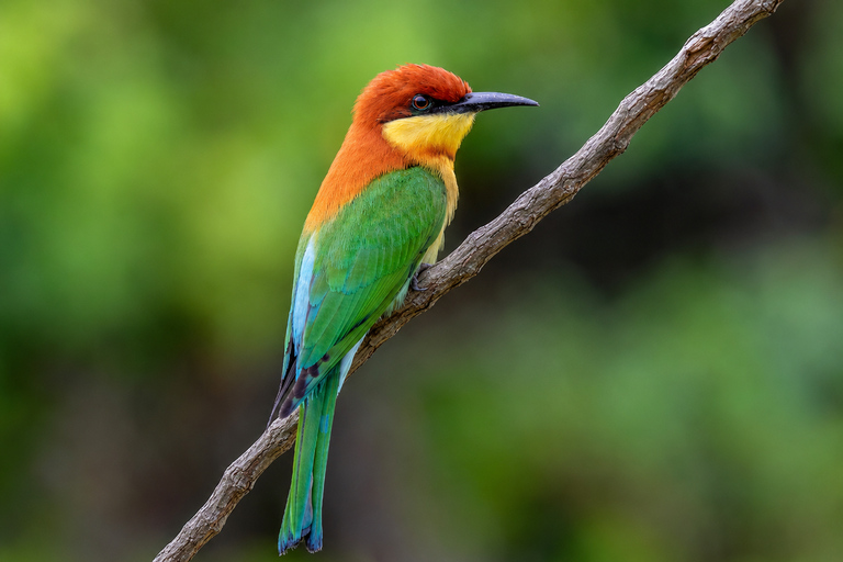 Hue: Bach Ma National Park Bird Watching Tour Bach Ma Bird Watching Tour for 2 Persons