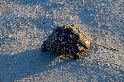 Tarangire-Nationalpark &amp; Eyasi-See (Datoga- &amp; Hadzabe-Dörfer)Premium Lodge im Tarangire-Nationalpark