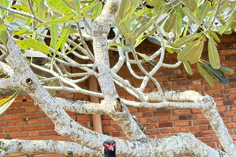 Bentota: River Boat Safari and Tuk-Tuk Ride with Pickup-Drop